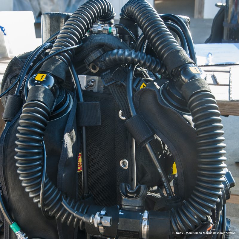 Megalodon CCR