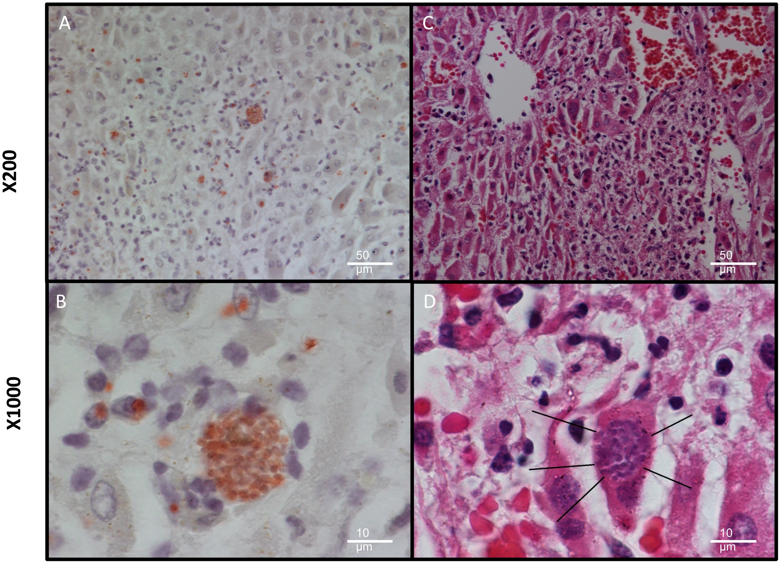 Fig. 3. Toxoplasma gondii immunohistochemistry of a common bottlenose dolphin (case #3): A. and B. T. gondii in the lung tissue. The zoites within the protozoal cyst are immunolabeled; C. Protozoan presence in the adrenal gland cortex. The right lower corner exhibits necrosis, characterised by fragmentation of cells and pyknosis, karyorrhexis and karyolysis of nuclei; D. Magnification of the adrenal gland, zona fasciculata. A cortical epithelial cell is expanded by a large protozoal cyst. Within the cyst are multiple basophilic (blue) zoites, 2–3 μm in diameter. Arrows indicate intra- and extracellular aggregates of T. gondii.