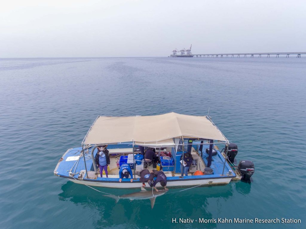 Shark tagging in Hadera, Israel