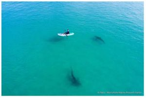 Read more about the article Published! Shark aggregation and tourism: opportunities and challenges of an emerging phenomenon.