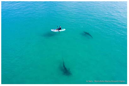 You are currently viewing Published! Shark aggregation and tourism: opportunities and challenges of an emerging phenomenon.