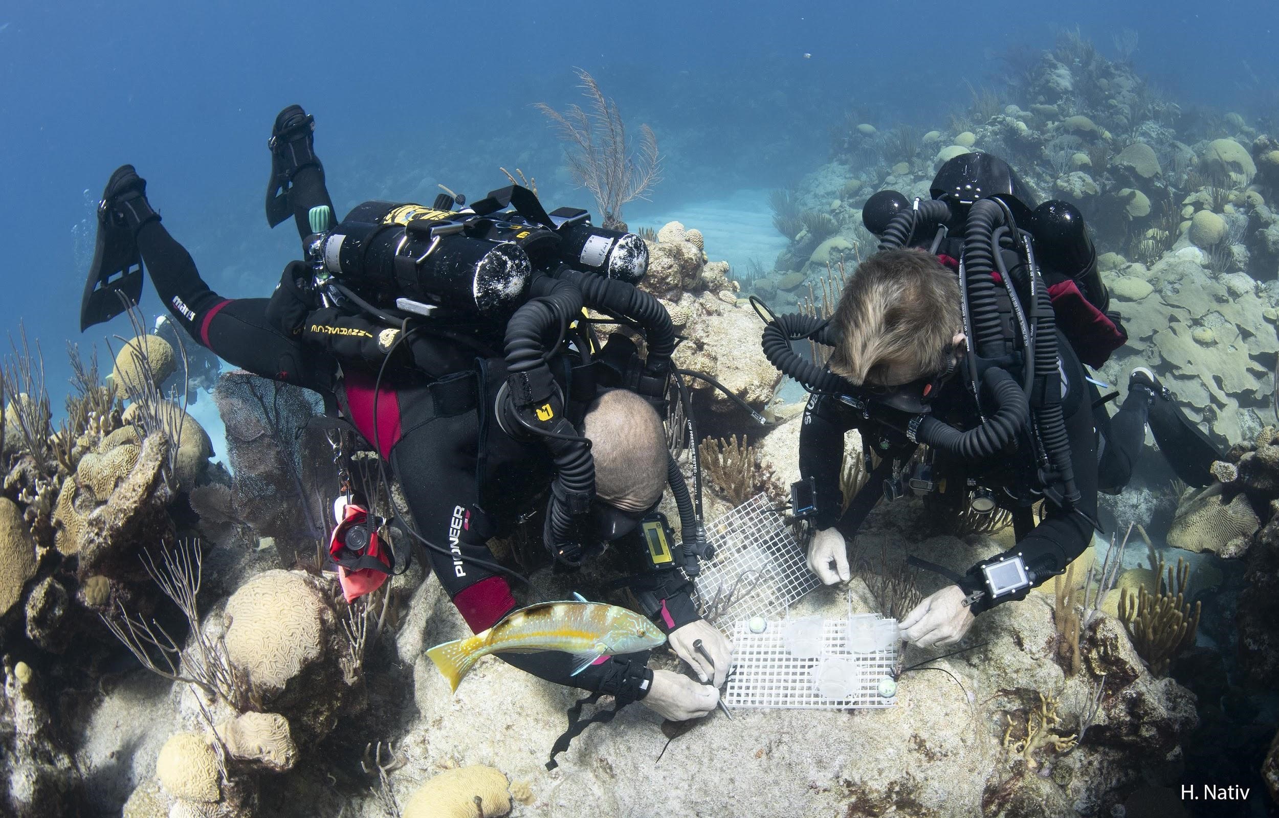 The technical dive teams from the Mass and Goodbody-Gringley labs deploying larval settlement chambers onto the reef in Bermuda to assess juvenile development. 