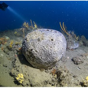 85 Meter deep dive in the Eastern Mediterranean Sea