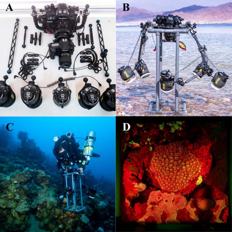 In situ Estimation of Coral Recruitment Patterns From Shallow to Mesophotic Reefs Using an Optimized Fluorescence Imaging System