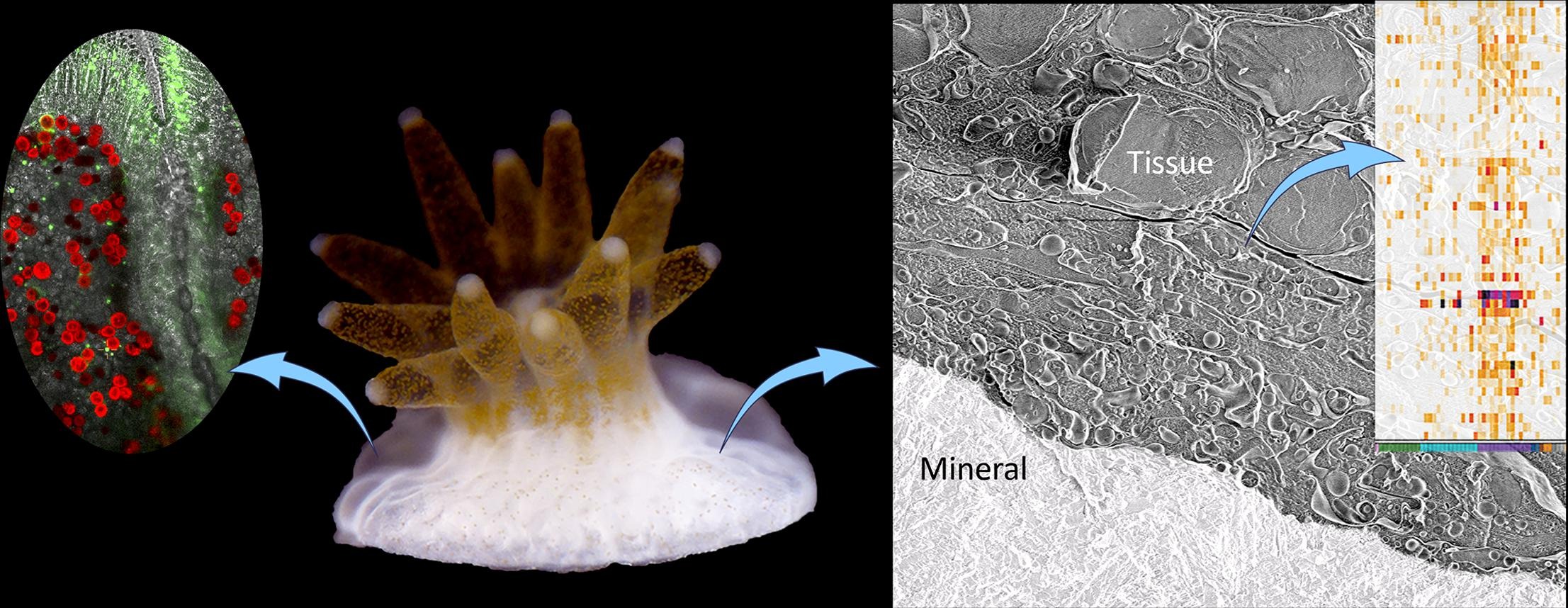 The calcifying interface in a stony coral primary polyp: An interplay between seawater and an extracellular calcifying space
