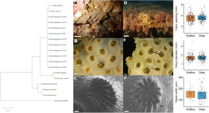 Selection of mesophotic habitats by Oculina patagonica in the Eastern Mediterranean Sea following global warming