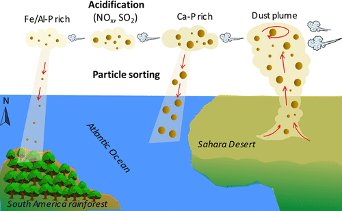 Saharan dust is an important phosphorus (P) supply to remote and oligotrophic parts of the oceans and American lowland tropical rainforests. Phosphorus speciation in aeolian dust ultimately controls the release and bioavailability of P after dust deposition, but the speciation in Saharan dust and its change during the trans-Atlantic transport remains unclear. Using P K-edge X-ray absorption near edge structure (XANES) spectroscopy, we showed that with increasing dust traveling distance from the Sahara Desert to Cape Verde and to Puerto Rico, about 570 and 4000 km, respectively, the proportion of Ca-bound P (Ca-P), including both apatite and non-apatite forms, decreased from 68–73% to 50–71% and to 21–37%. The changes were accompanied by increased iron/aluminum-bound P proportion from 14–25% to 23–46% and to 44–73%, correspondingly. Laboratory simulation experiments suggest that the changes in P speciation can be ascribed to increasing degrees of particle sorting and atmospheric acidification during dust transport. The presence of relatively soluble non-apatite Ca-P in the Cape Verde dust but not in the Puerto Rico dust is consistent with the higher P water solubility of the former than the latter. Our findings provide insights into the controls of atmospheric processes on P speciation, solubility, and stability in Saharan dust.