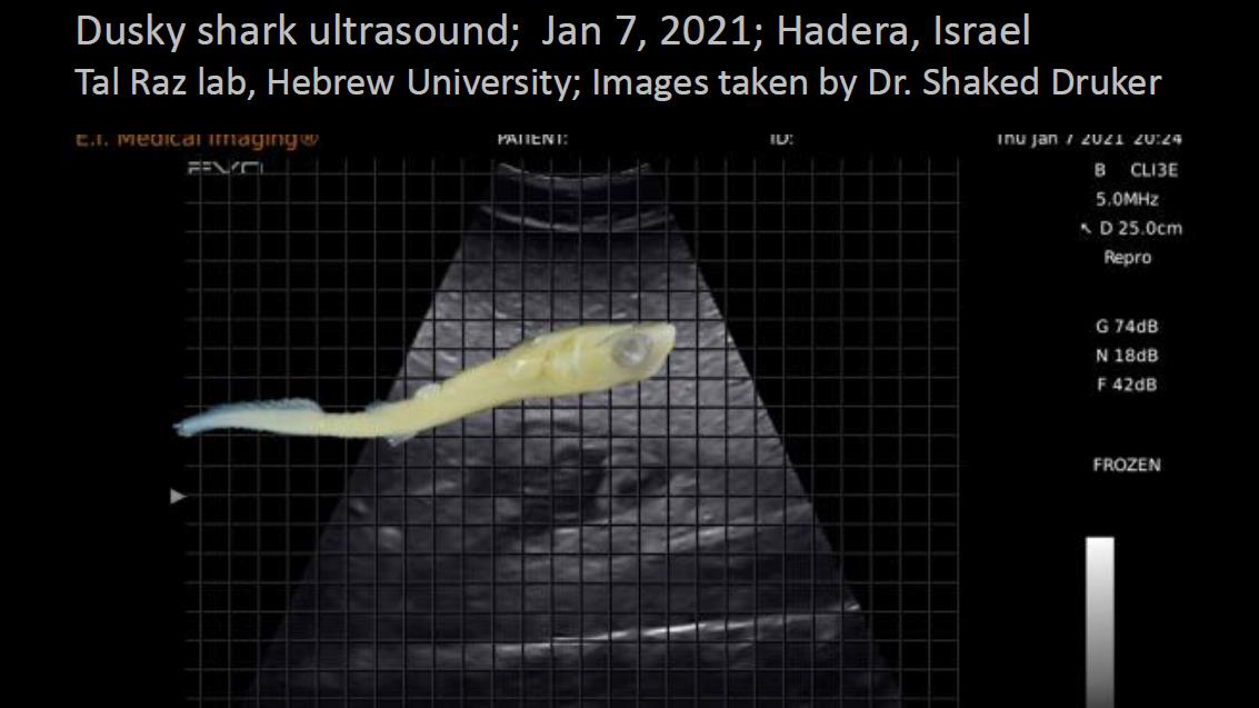 shark embryo