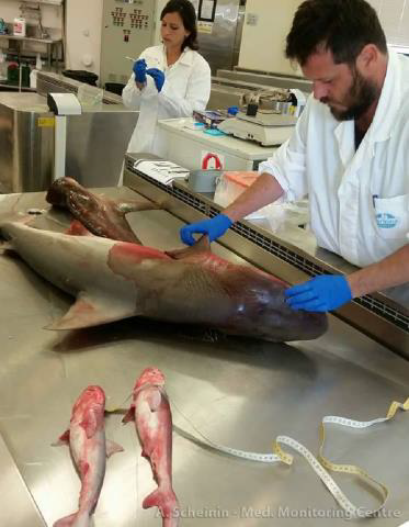 Shark autopsy
