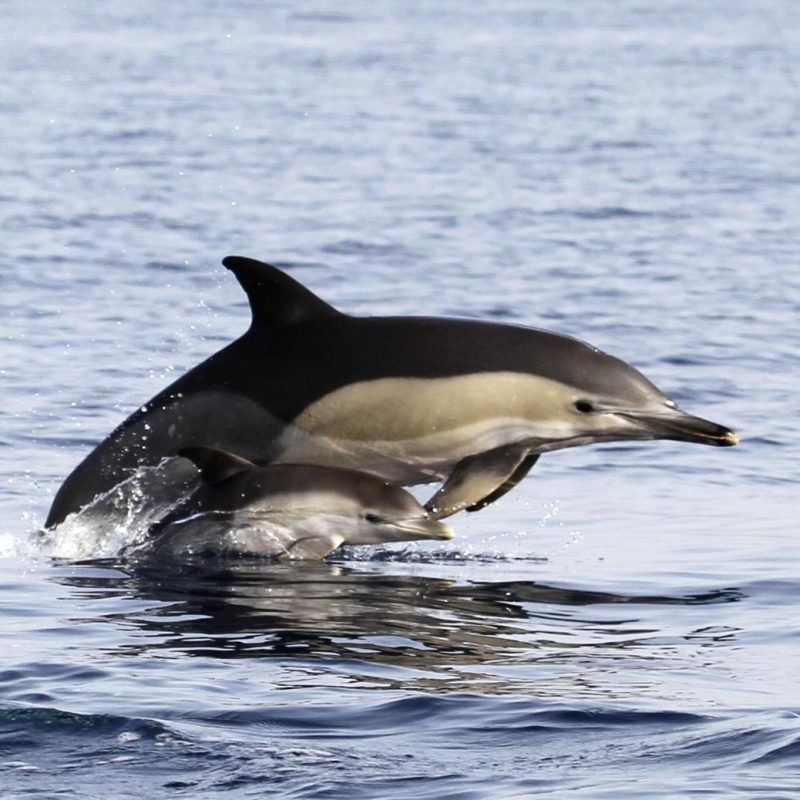 Dolphin survey
