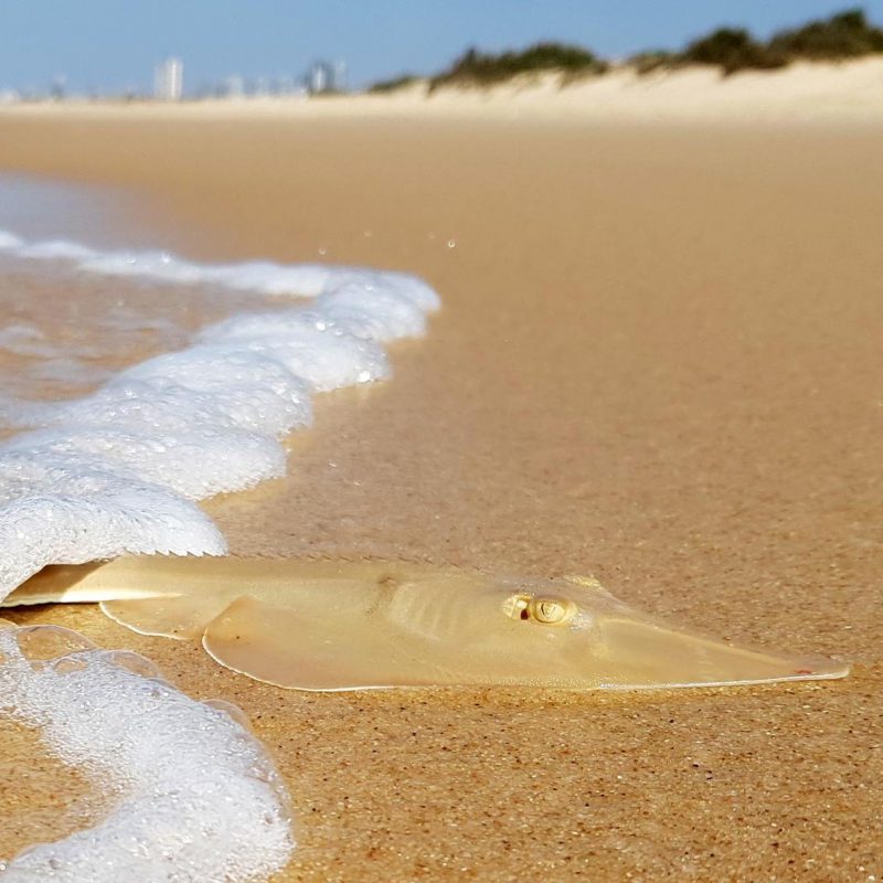 Guitarfish project