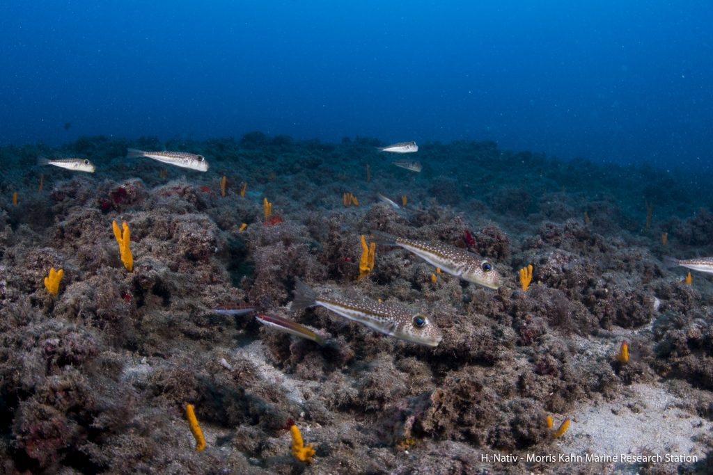 Fish survey at the rocky reef