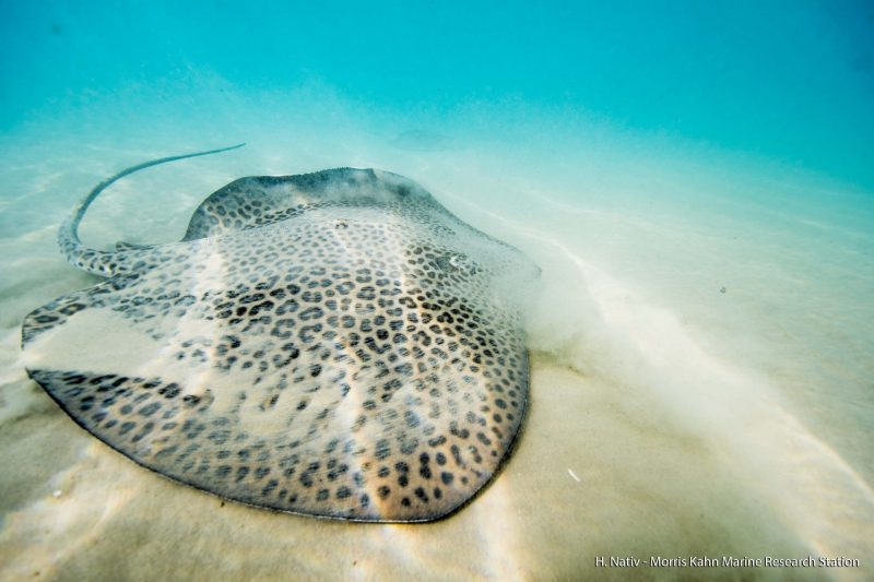 Ray survey