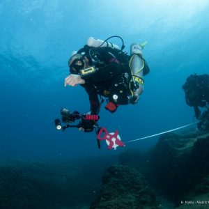 Marine invertebrates