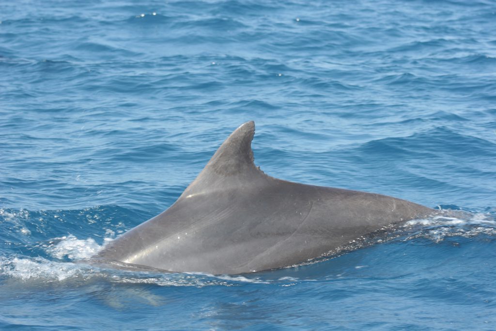 1; 1037 Tali; Best of; Body part; Bottlenose dolphins; Confidence level; D1; Distinctivness of the dorsal fin; For data base; Identification; Israel Dolphin Project; Marking; Side; back; dorsal fin; left side