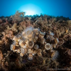 Phyllangia Coral in the Eastern Mediterranean Sea