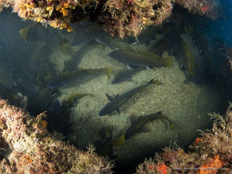 Fish Survey