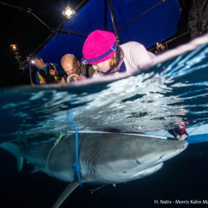 Hadera Sharks with National Geographic
