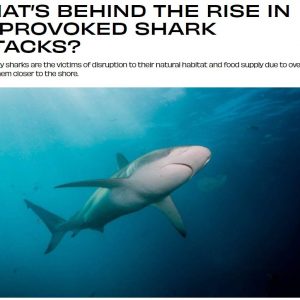 WHAT’S BEHIND UNPROVOKED SHARK ATTACKS?