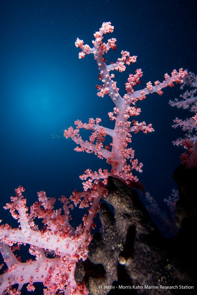 Dendronephthya hemprichi New coral invasive species in the mediterranean sea