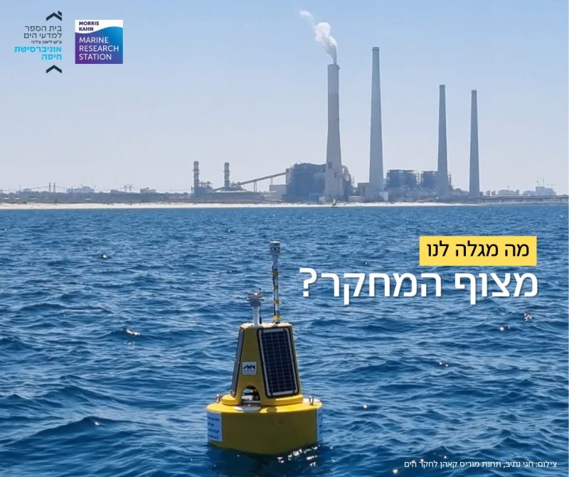 Live Wave Buoy!